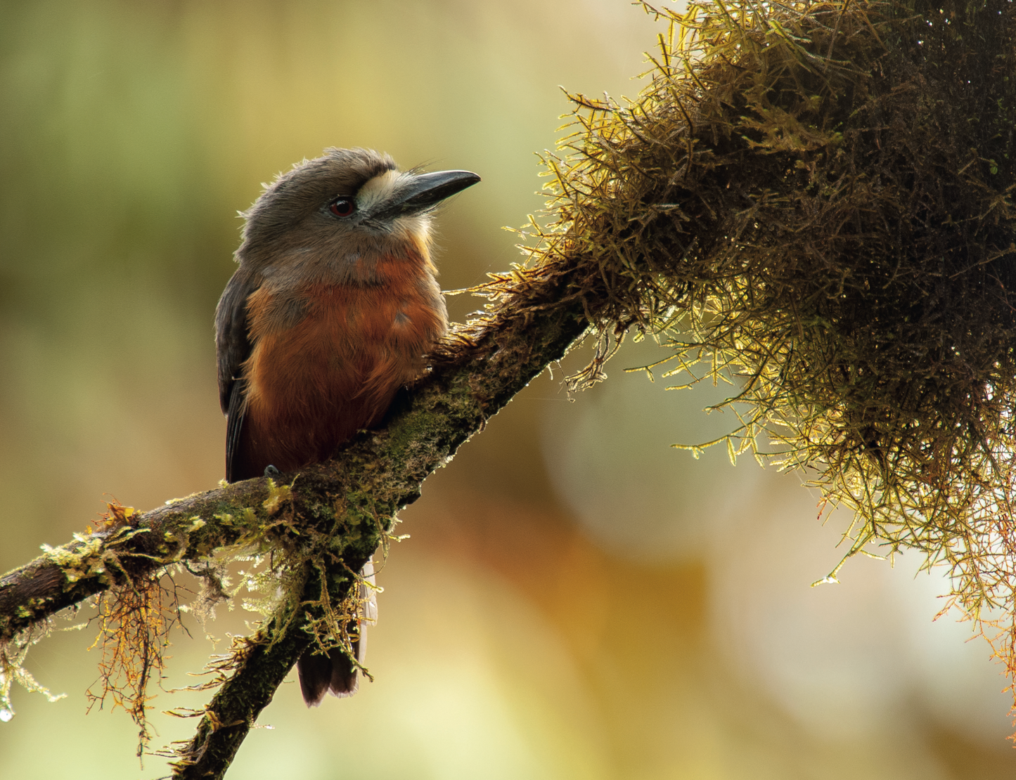 AVES DE LOS ANDES COLOMBIANOS
