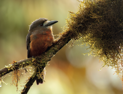 AVES DE LOS ANDES COLOMBIANOS