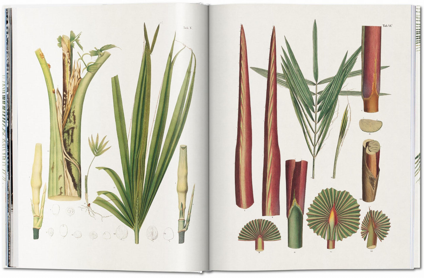 Martius. El libro de las palmeras