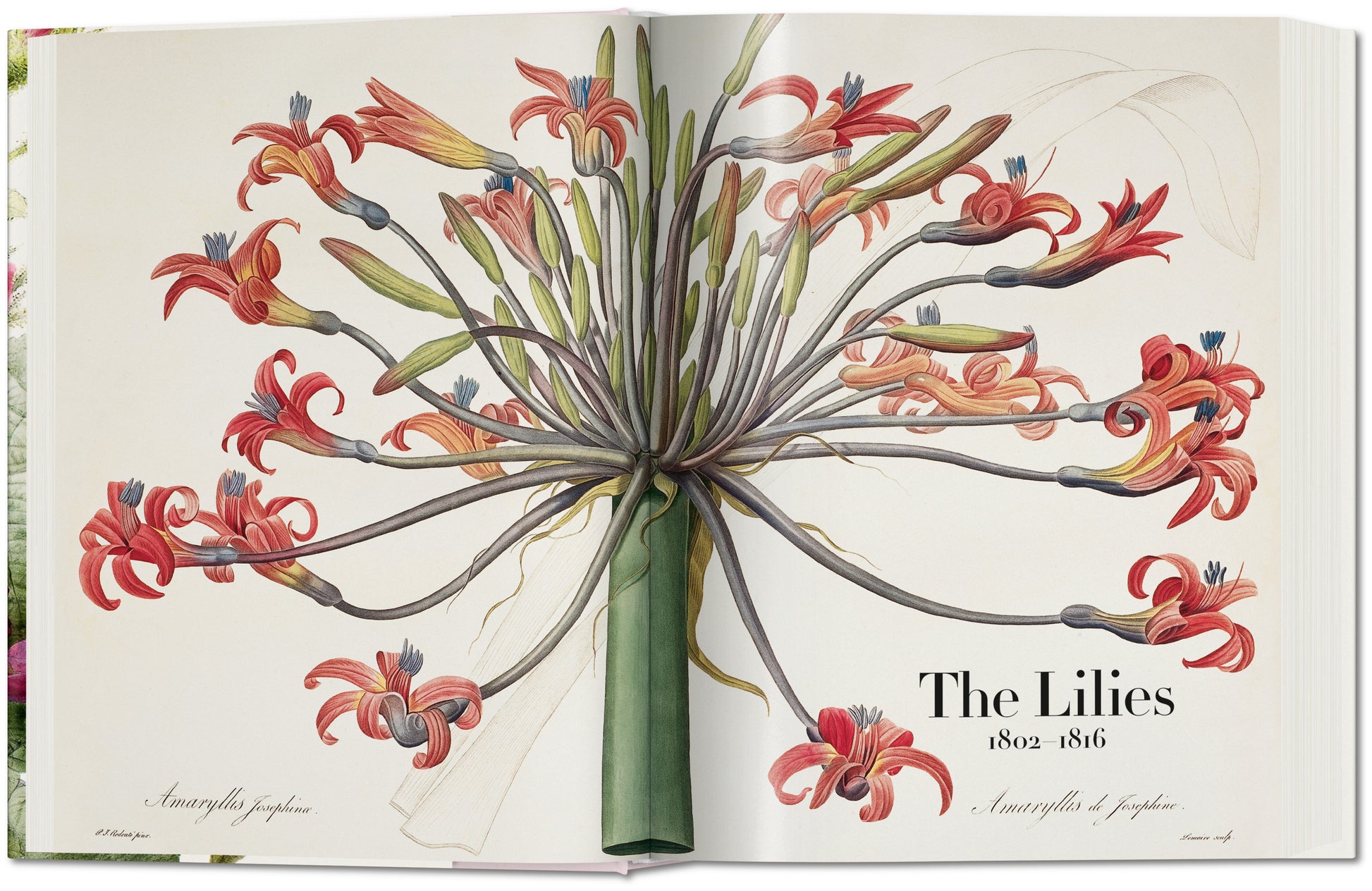 Redouté. El libro de las flores