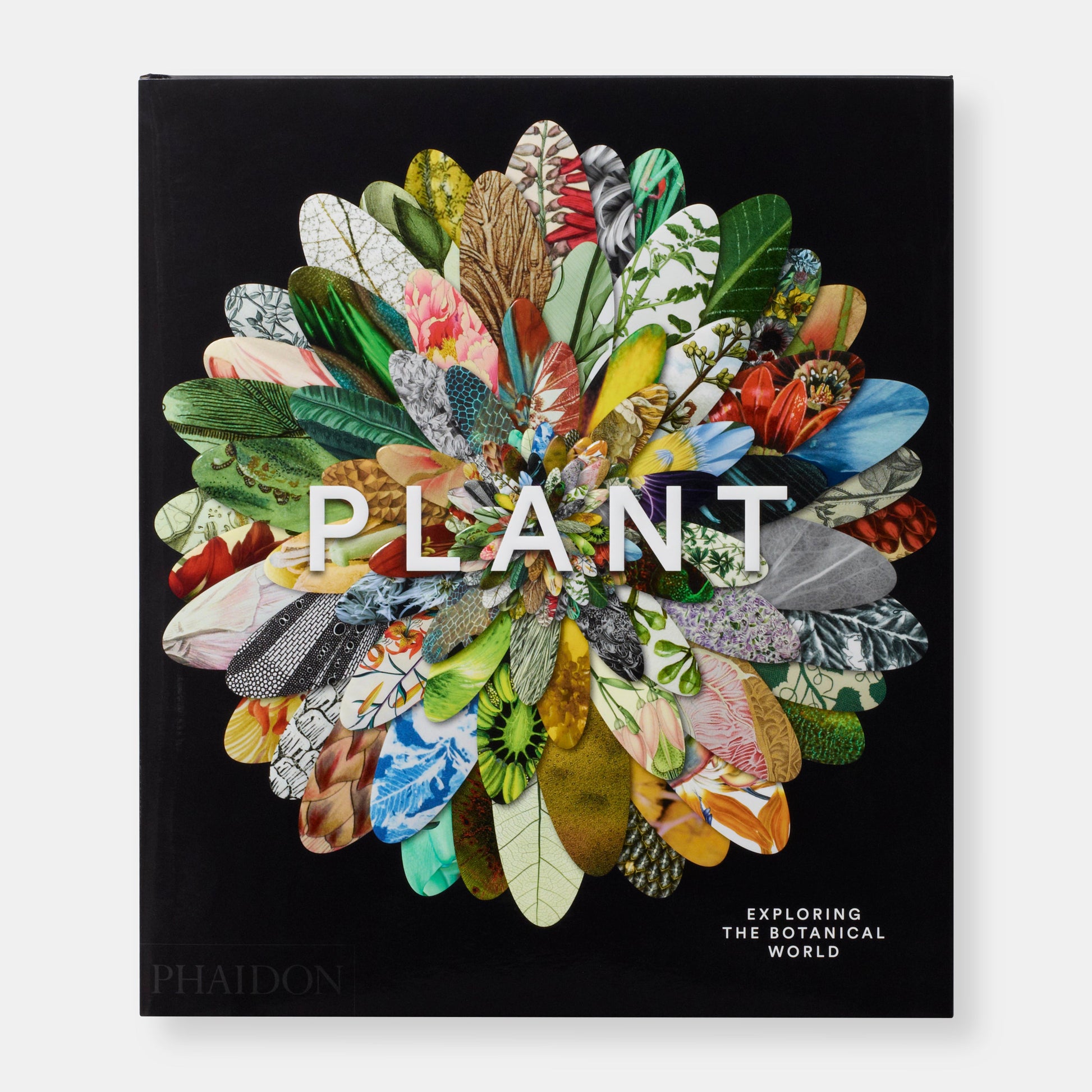 Planta: Explorando el mundo botánico