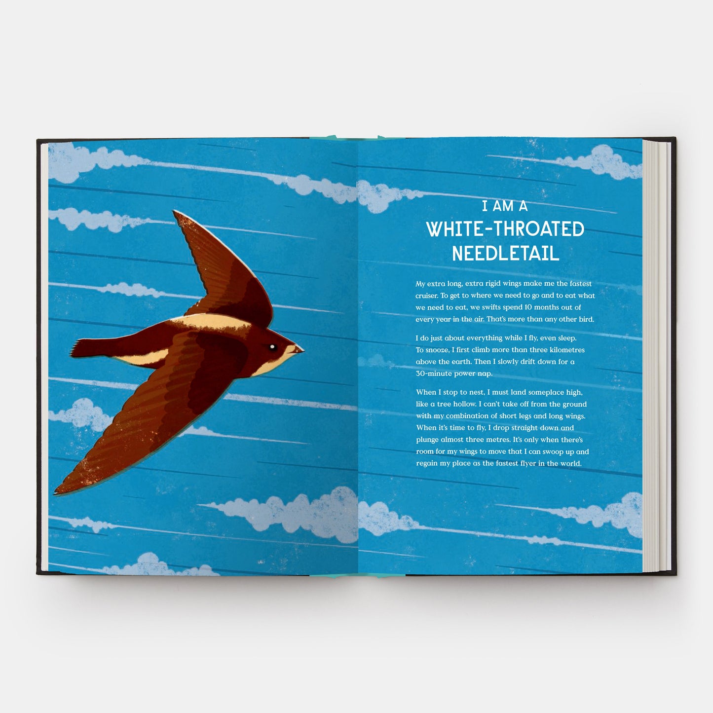 El libro del vuelo: 10 animales con alas que rompieron récords