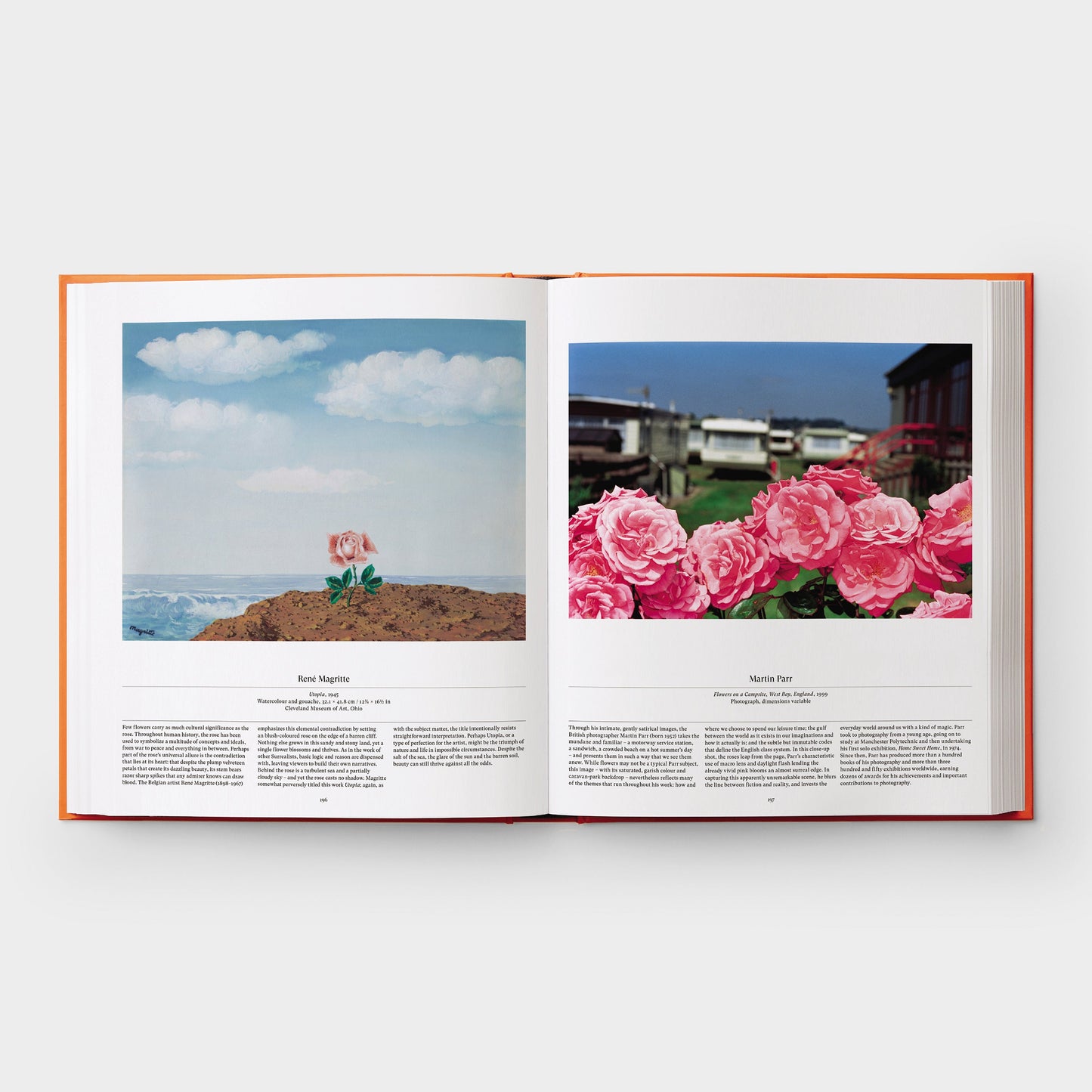 Flor: Explorando el mundo en floración