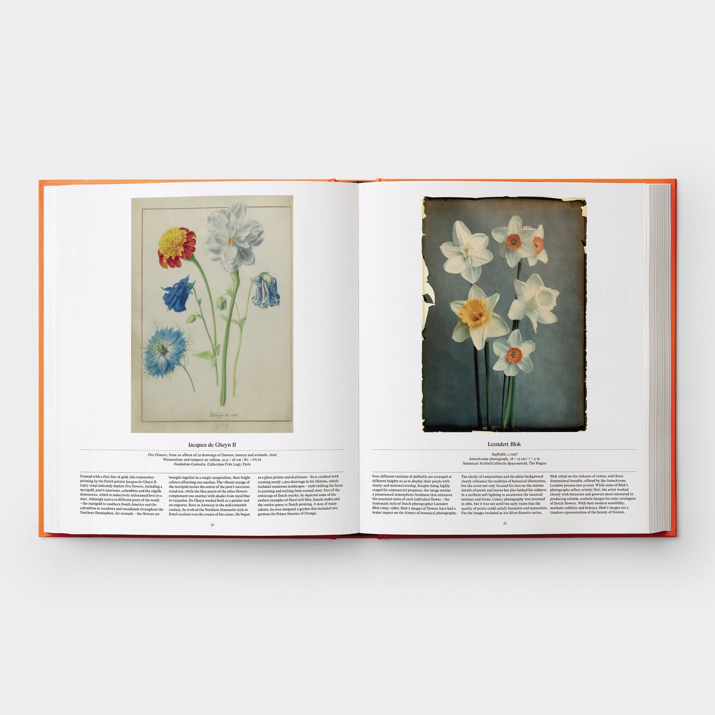 Flor: Explorando el mundo en floración