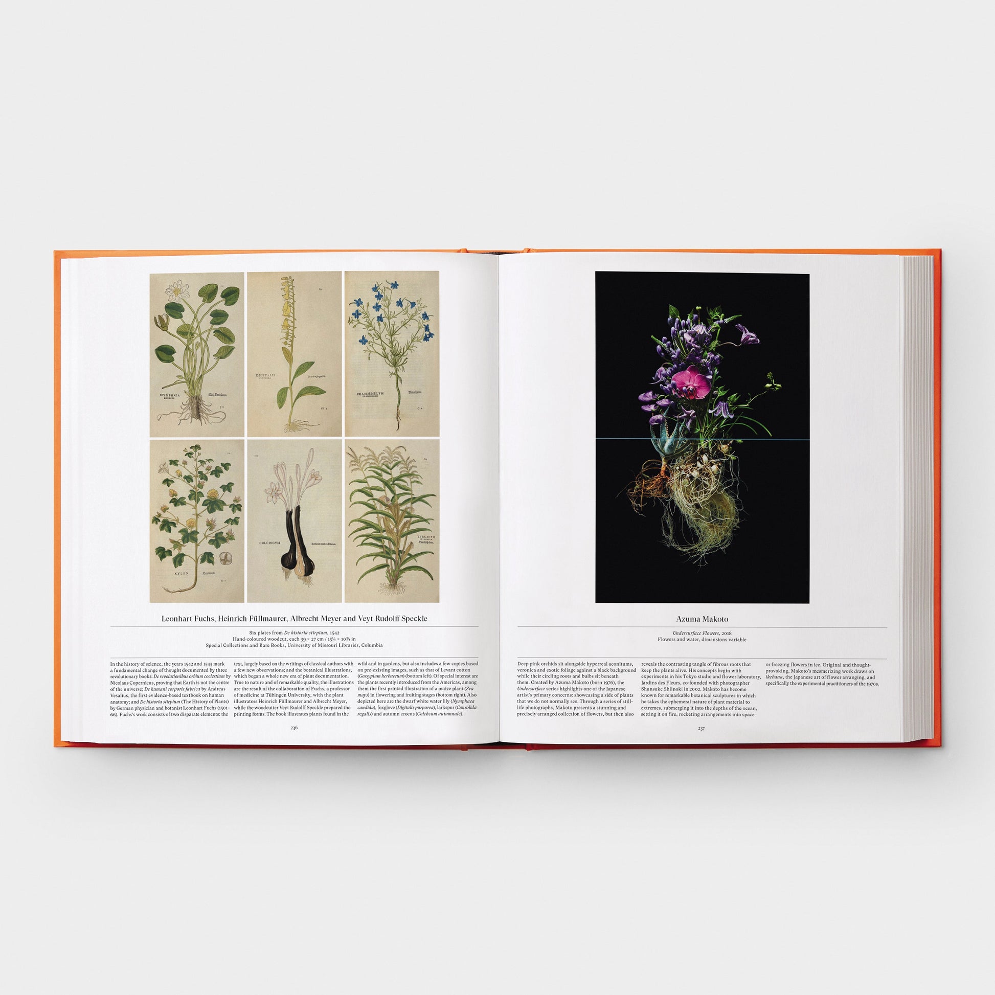 Flor: Explorando el mundo en floración