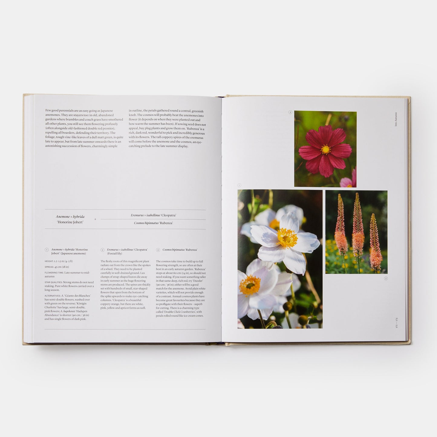 THE SEASONAL GARDENER: CREATIVE PLANTING COMBINATIONS
