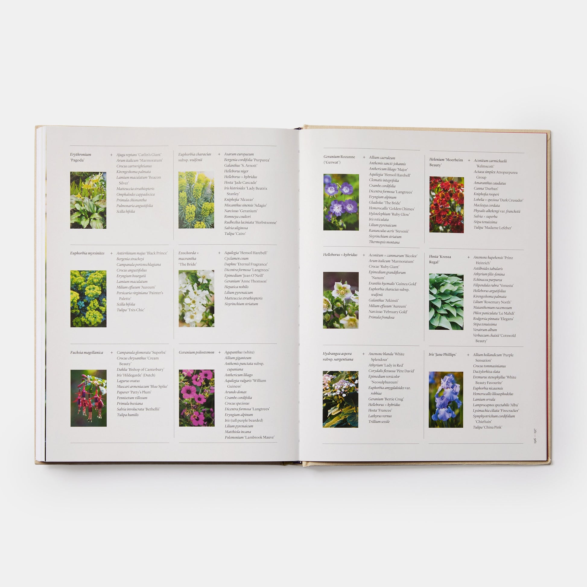 THE SEASONAL GARDENER: CREATIVE PLANTING COMBINATIONS