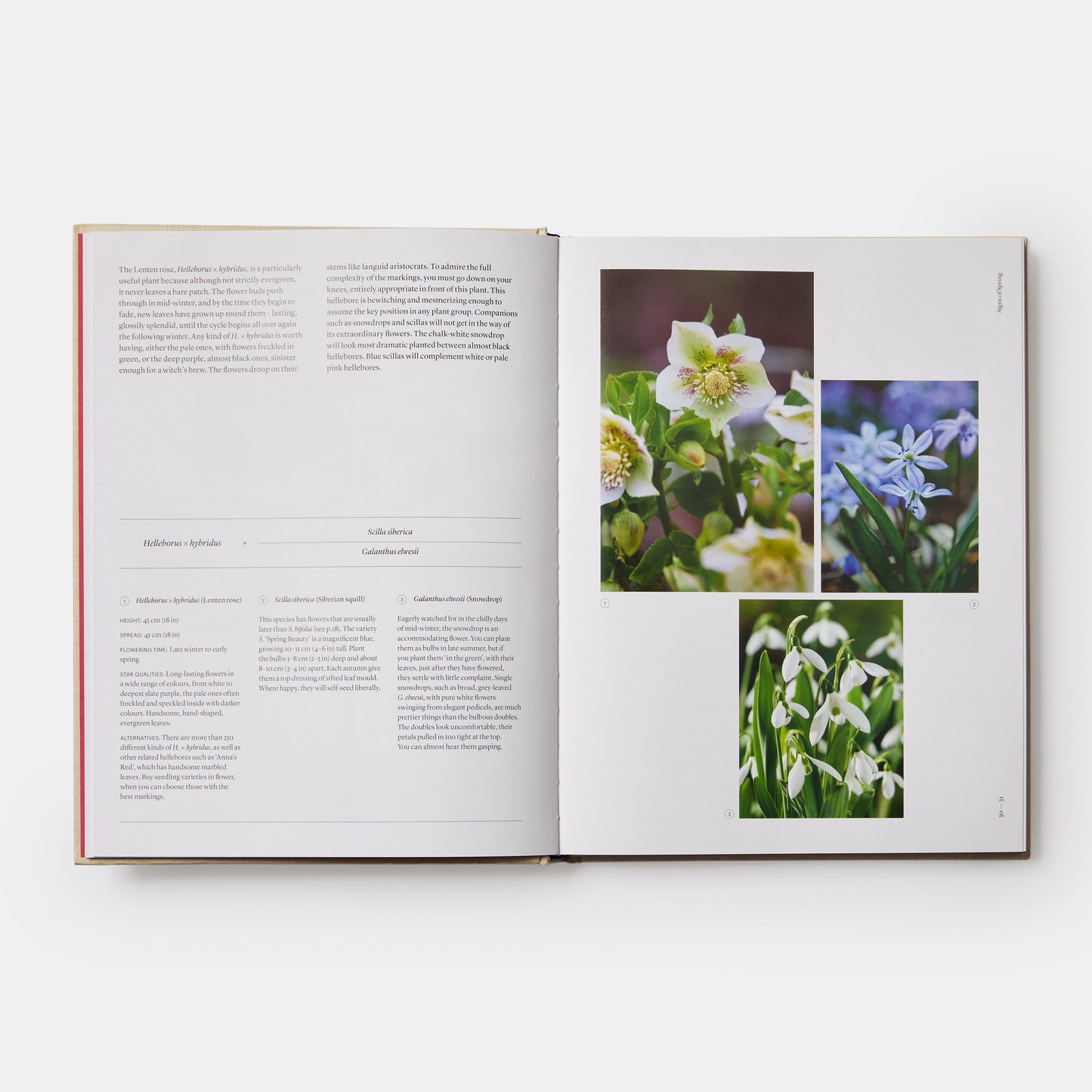 THE SEASONAL GARDENER: CREATIVE PLANTING COMBINATIONS