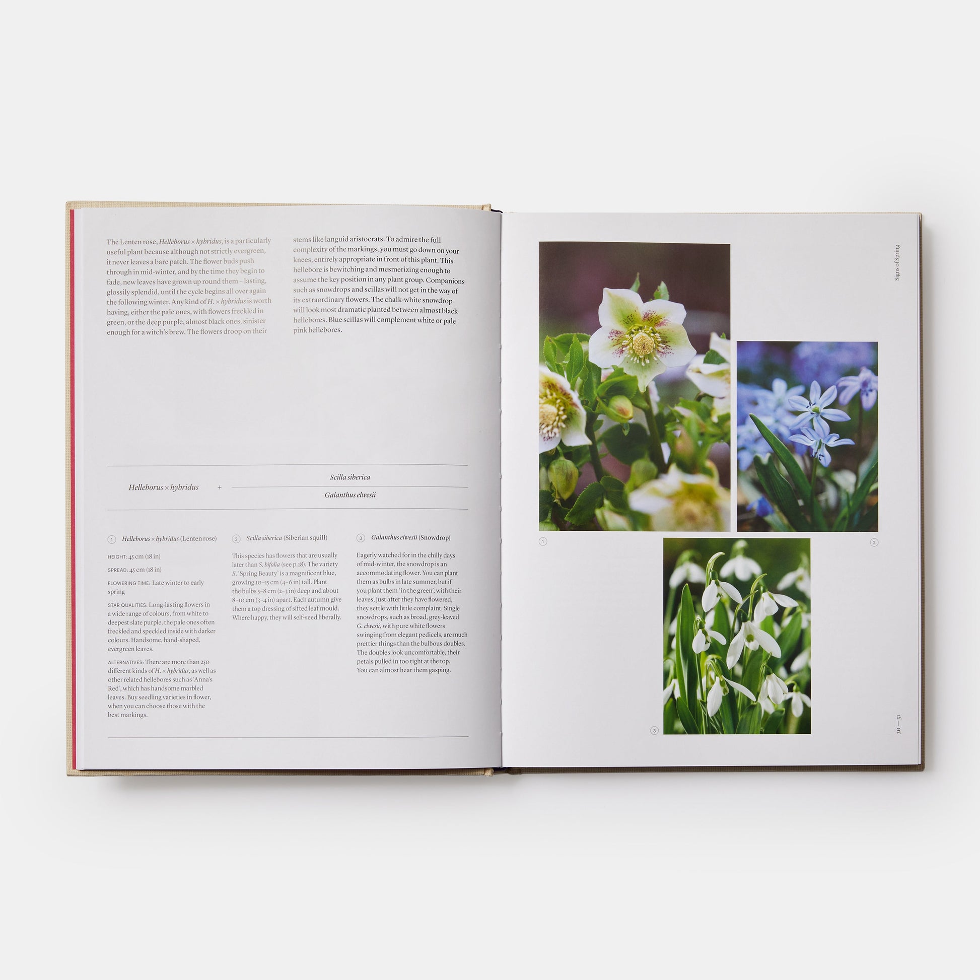 THE SEASONAL GARDENER: CREATIVE PLANTING COMBINATIONS