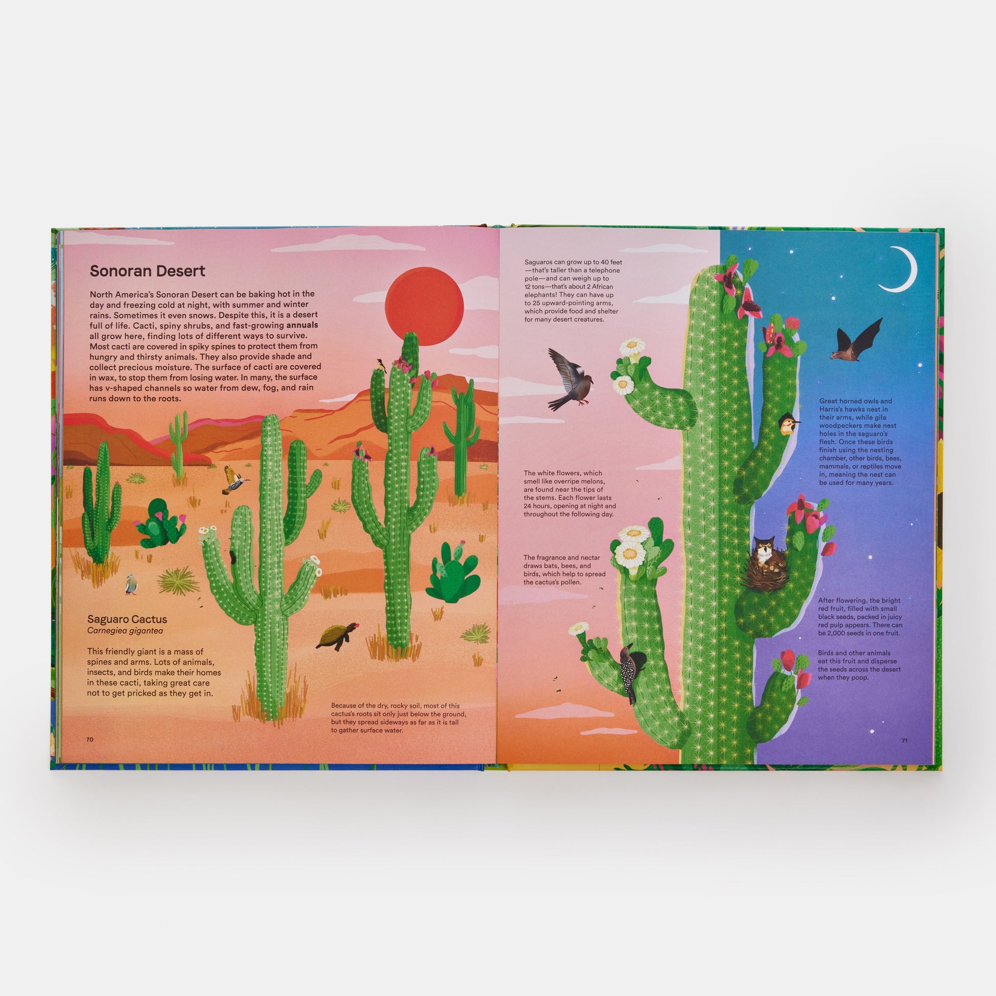 Un hogar para cada planta: maravillas del mundo botánico