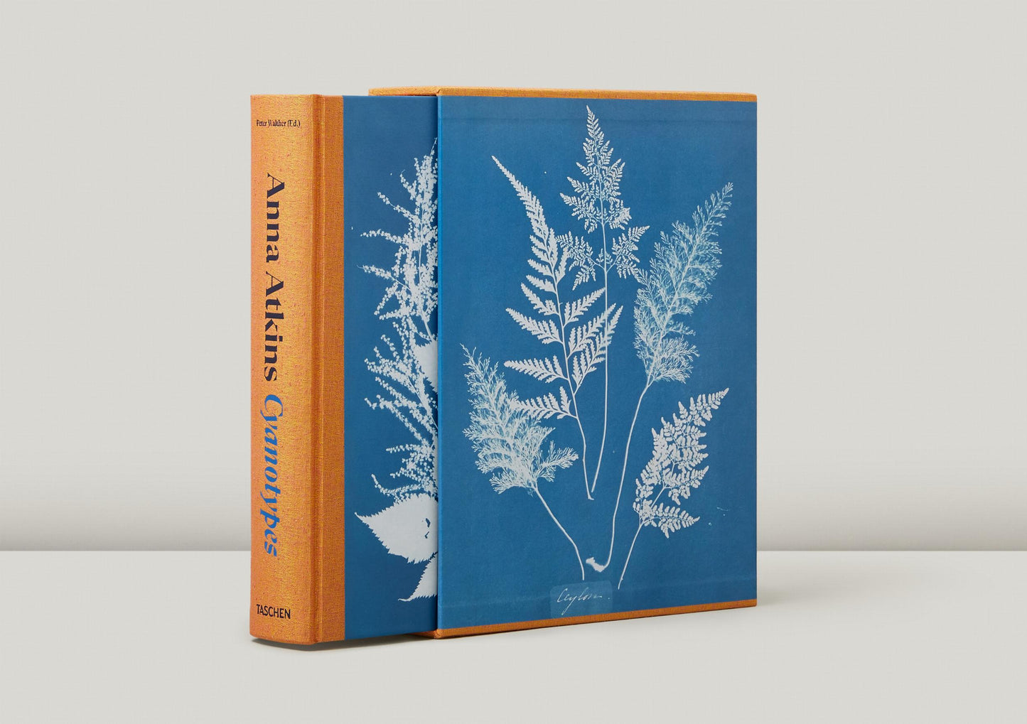 Anna Atkins. Cianotipos