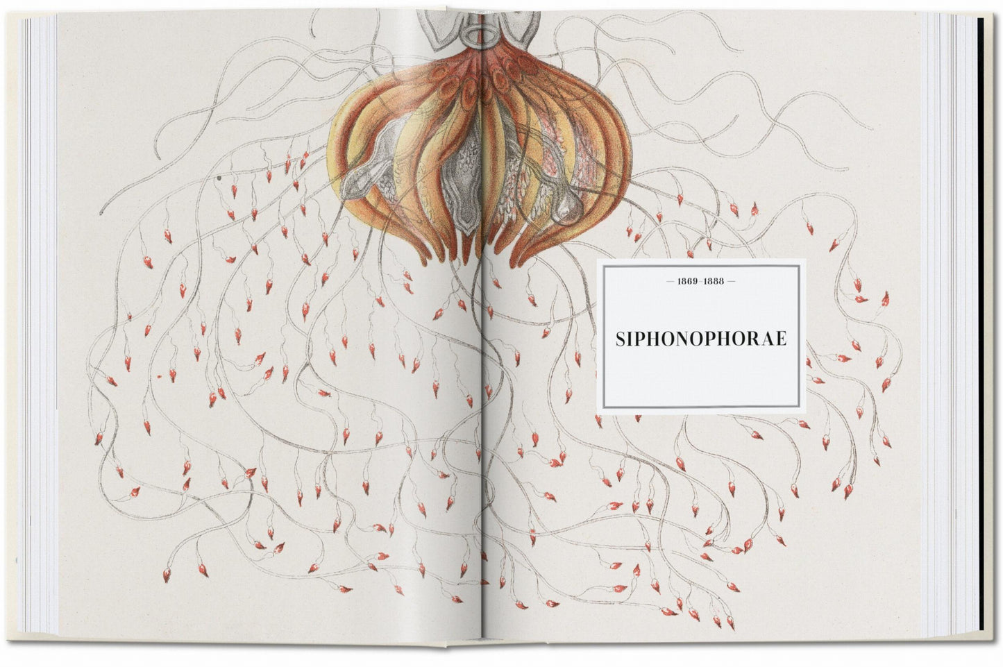 El arte y la ciencia de Ernst Haeckel. 45.ª ed.