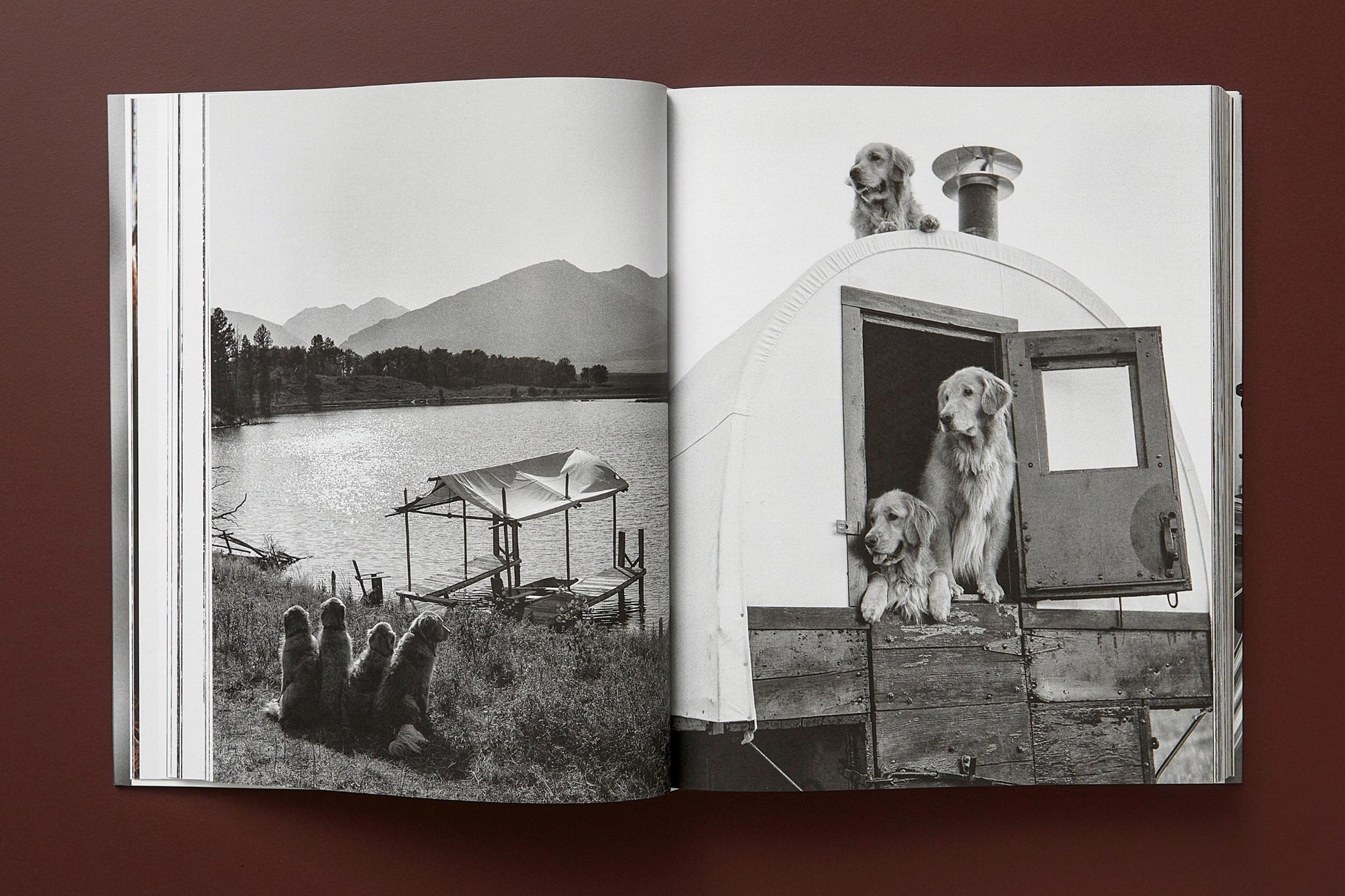 BRUCE WEBER. THE GOLDEN RETRIEVER PHOTOGRAPHIC SOCIETY