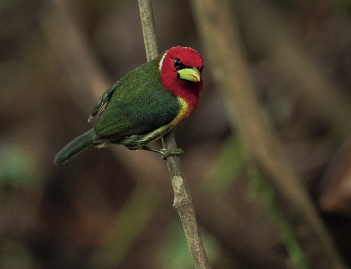 AVES DE LOS ANDES COLOMBIANOS