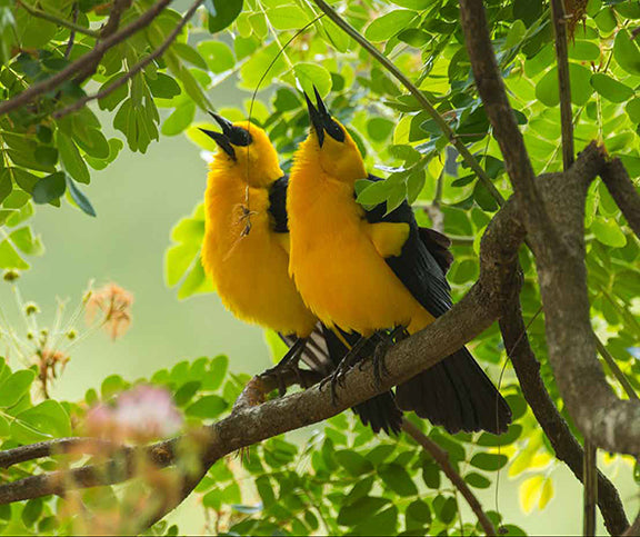 Aves de Casanare-Weaving The Planet & Villegas Editores-Libros