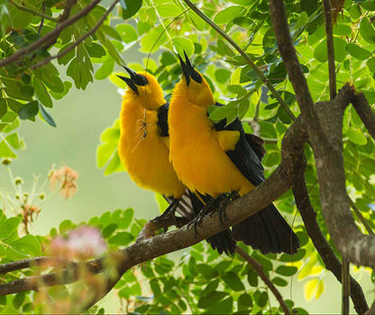 Aves de Casanare-Weaving The Planet & Villegas Editores-Libros