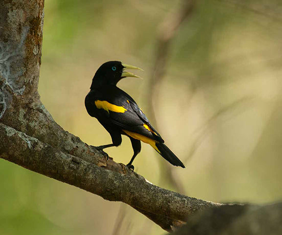 Aves de Casanare-Weaving The Planet & Villegas Editores-Libros