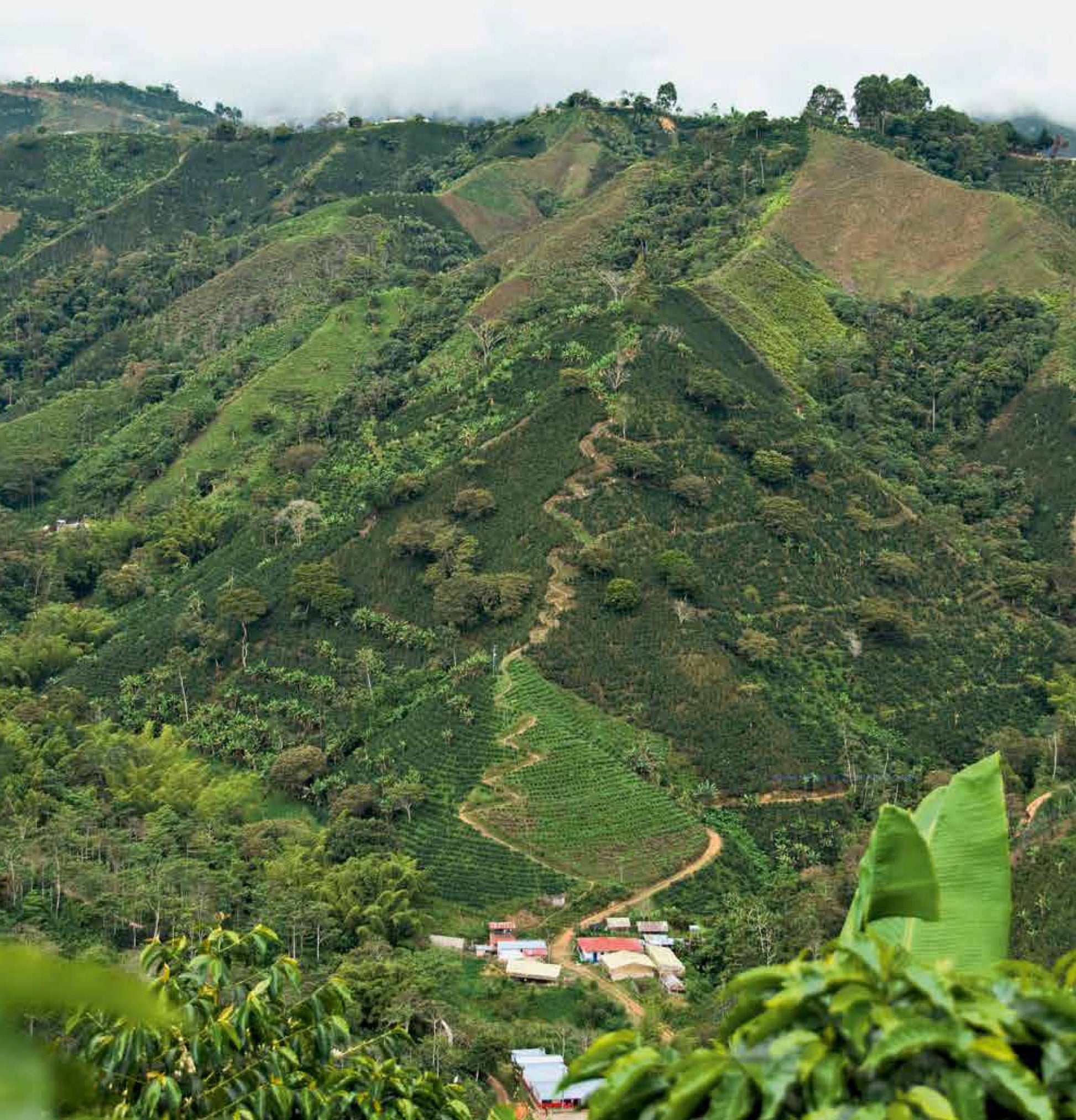 Cafés de Colombia-Weaving The Planet & Villegas Editores-Libros