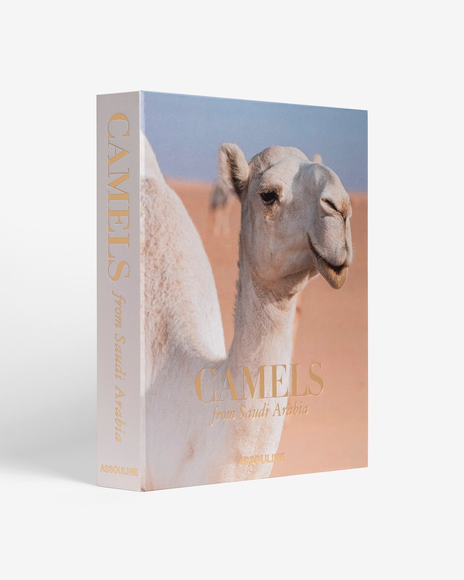 CAMELS FROM SAUDI ARABIA