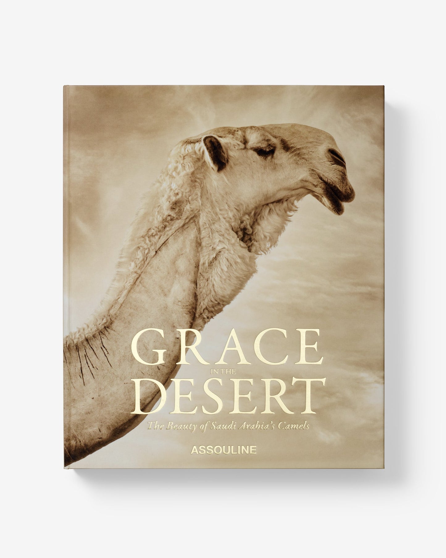GRACIA EN EL DESIERTO: LA BELLEZA DE LOS CAMELLOS DE ARABIA SAUDITA