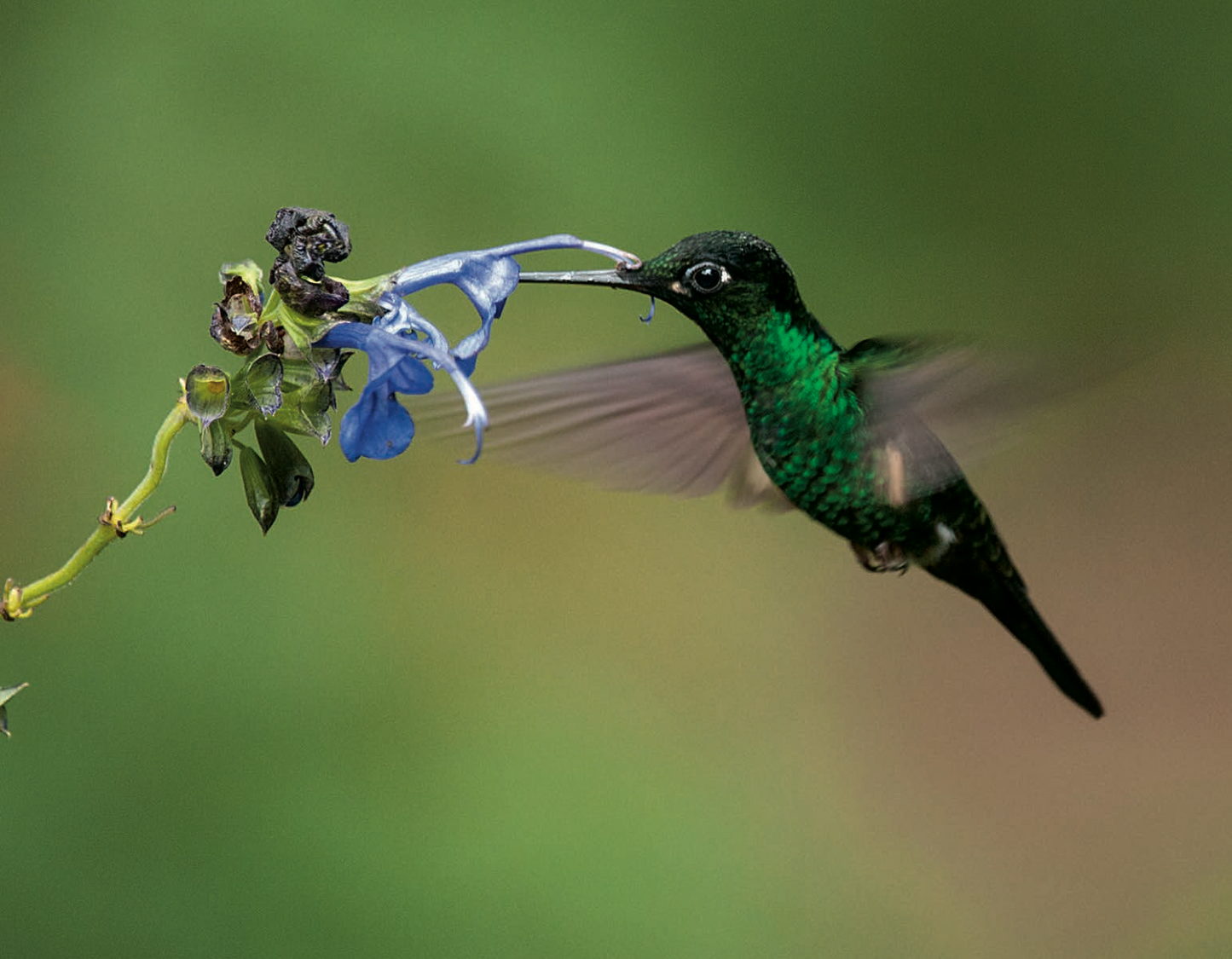 Hummingbirds in Colombia -Weaving The Planet & Villegas Editores-Libros