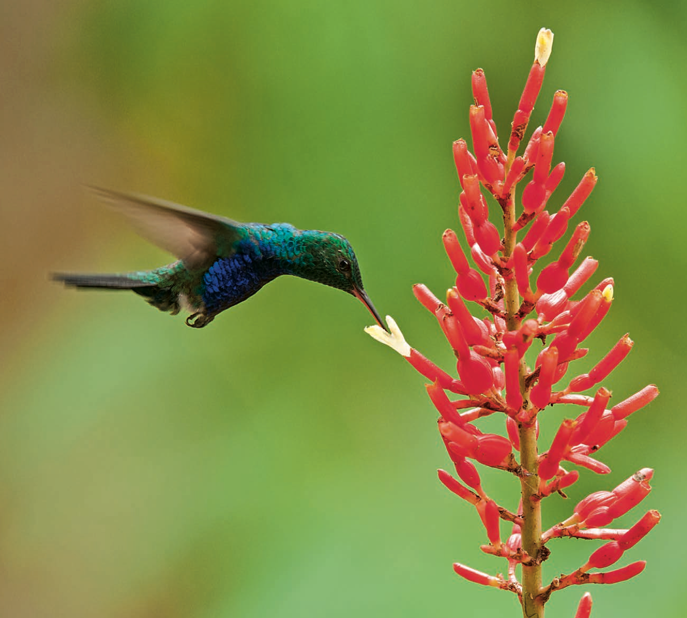 Hummingbirds in Colombia -Weaving The Planet & Villegas Editores-Libros
