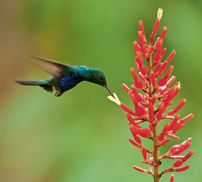 Hummingbirds in Colombia -Weaving The Planet & Villegas Editores-Libros