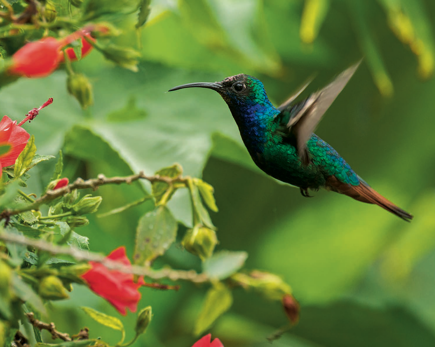 Hummingbirds in Colombia -Weaving The Planet & Villegas Editores-Libros