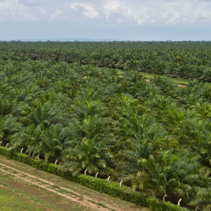 Oil Palm in Colombia -Weaving The Planet & Villegas Editores-Libros