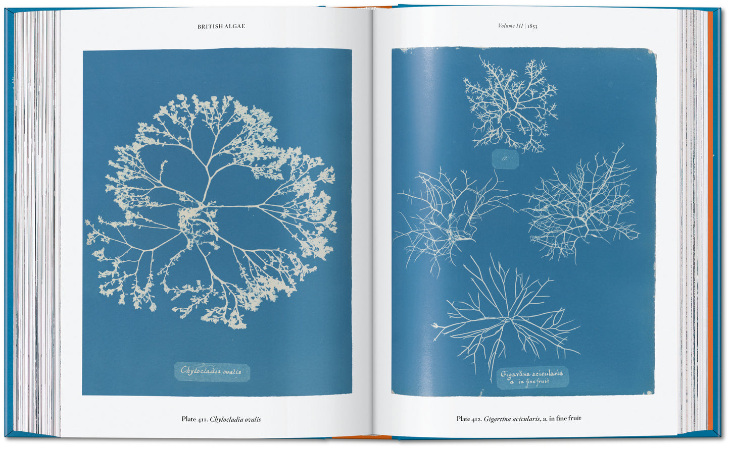 ANNA ATKINS. CYANOTYPES. 45TH ED.