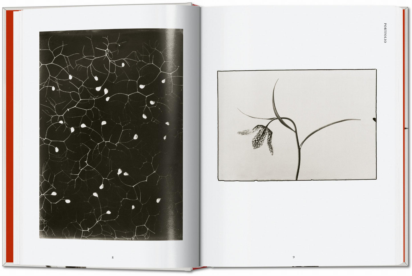 Karl Blossfeldt. La obra publicada completa. 45.ª ed.