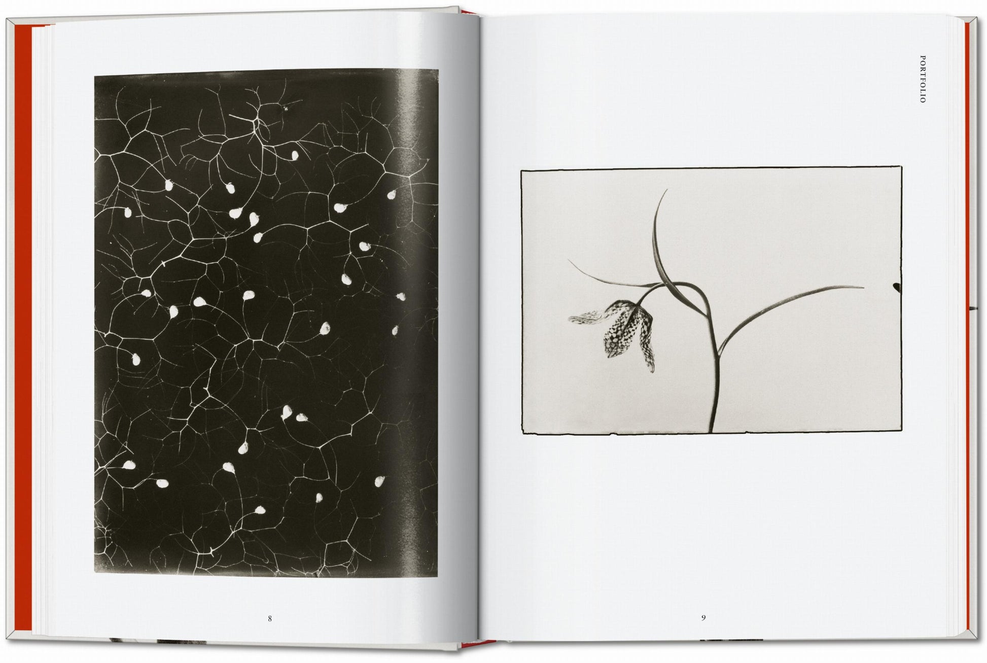 Karl Blossfeldt. La obra publicada completa. 45.ª ed.
