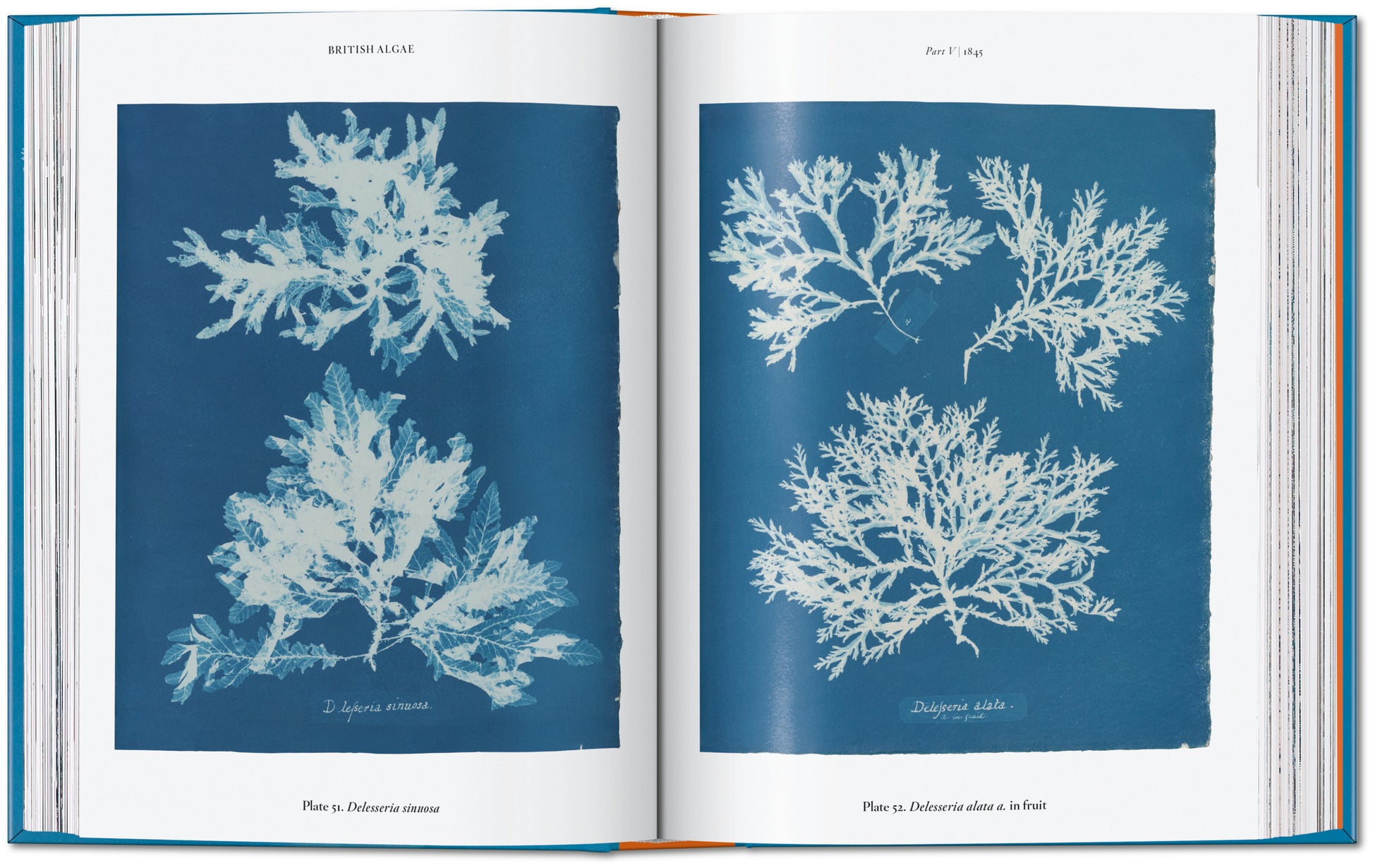 ANNA ATKINS. CYANOTYPES. 45TH ED.