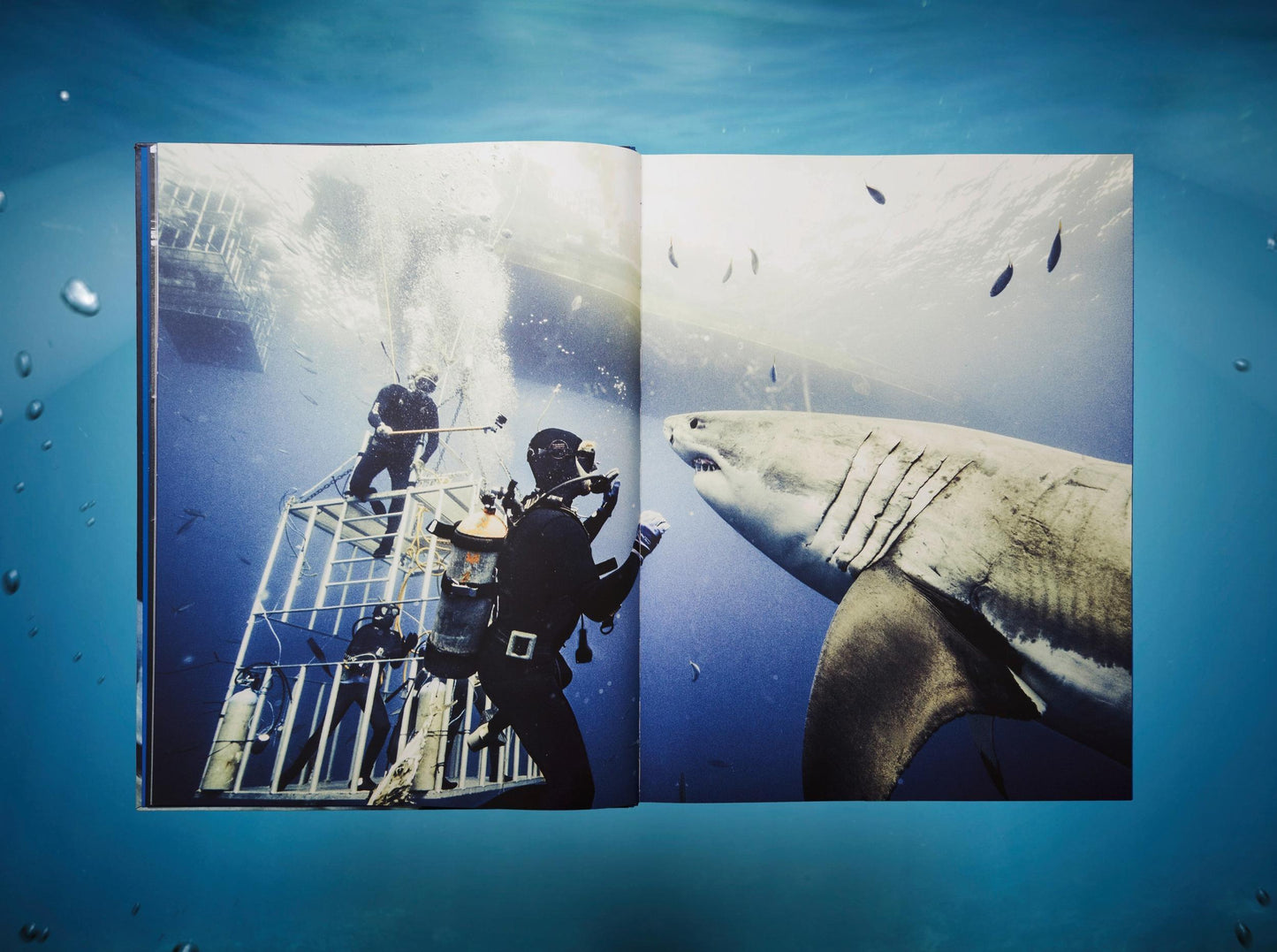 Michael Muller. Sharks