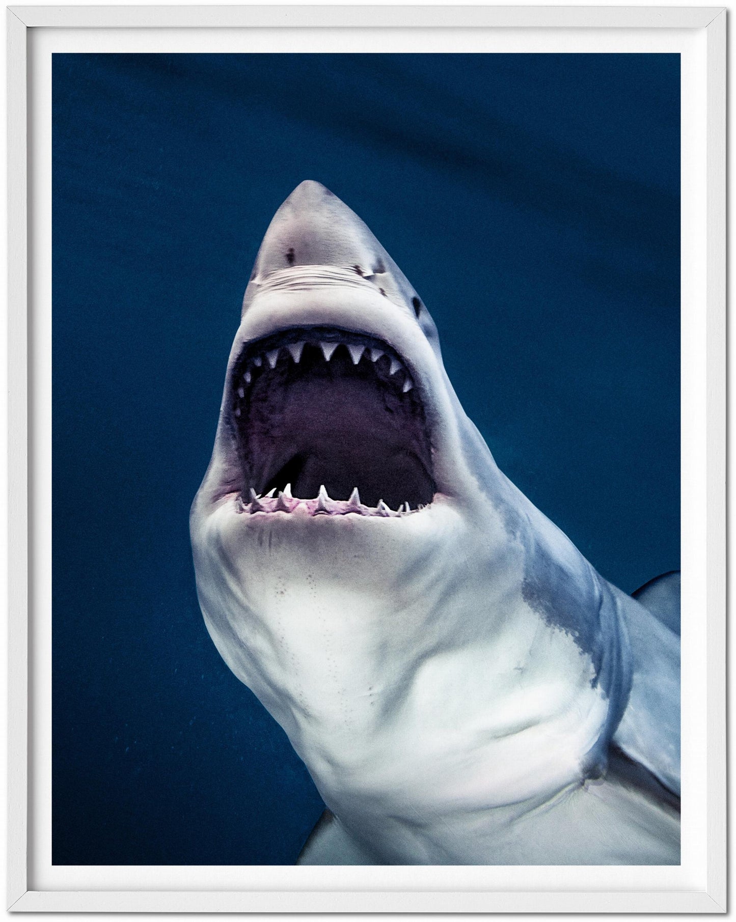 Michael Muller. Sharks, Edición de arte n.º 1-100 «Tear You Apart»