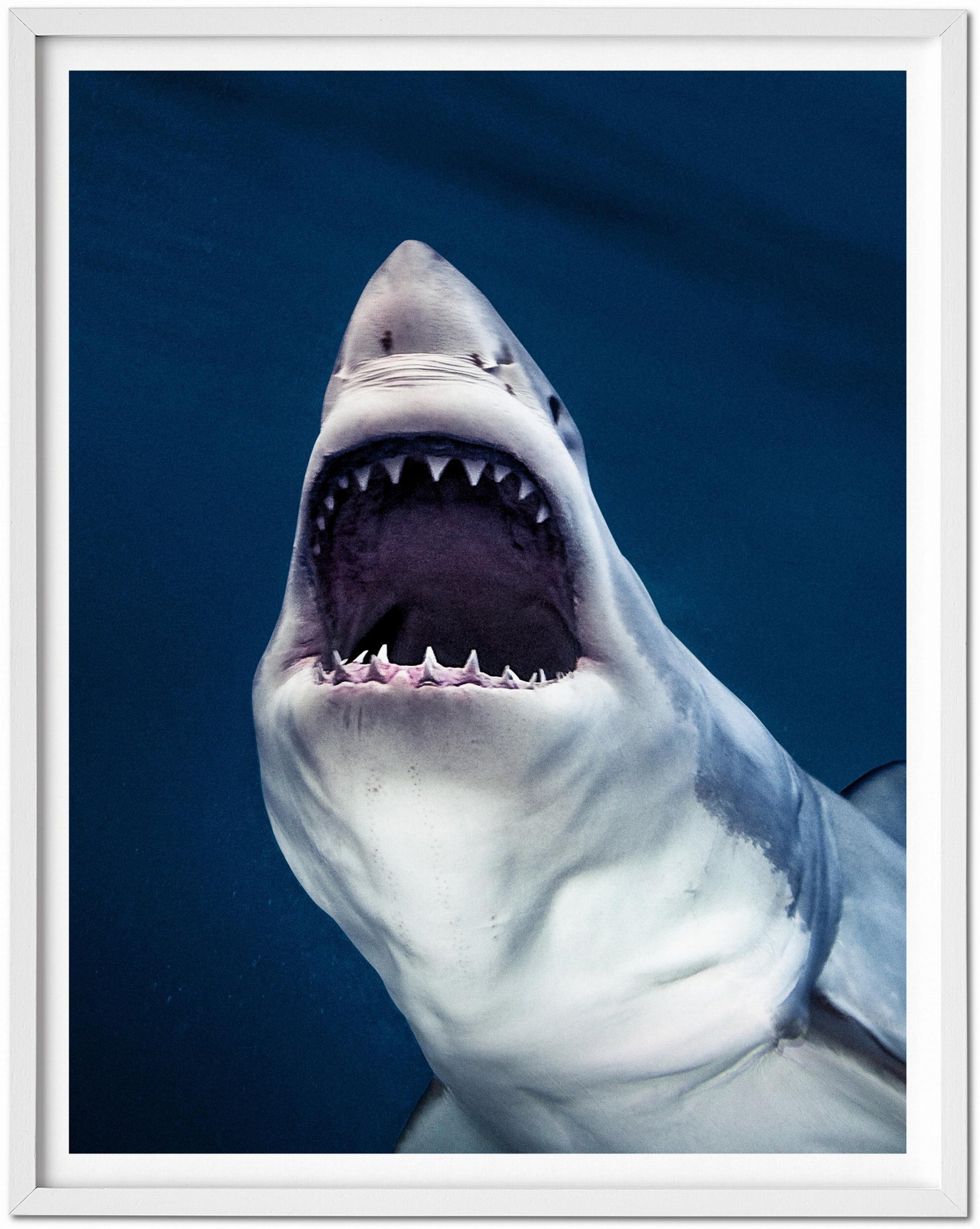 Michael Muller. Sharks, Edición de arte n.º 1-100 «Tear You Apart»