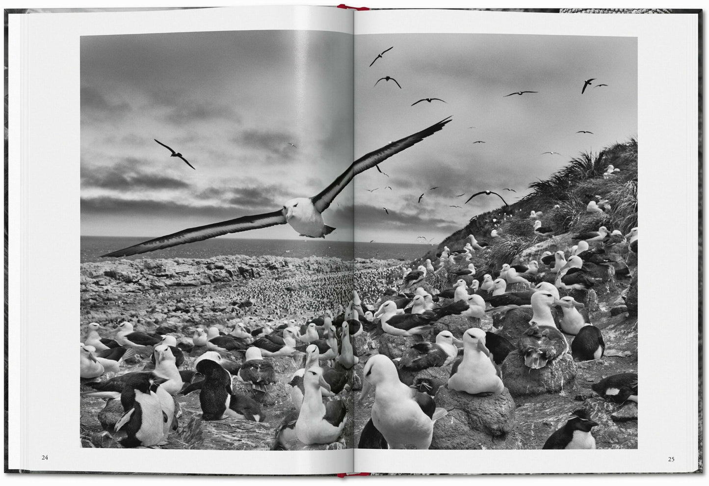 Sebastião Salgado. Génesis