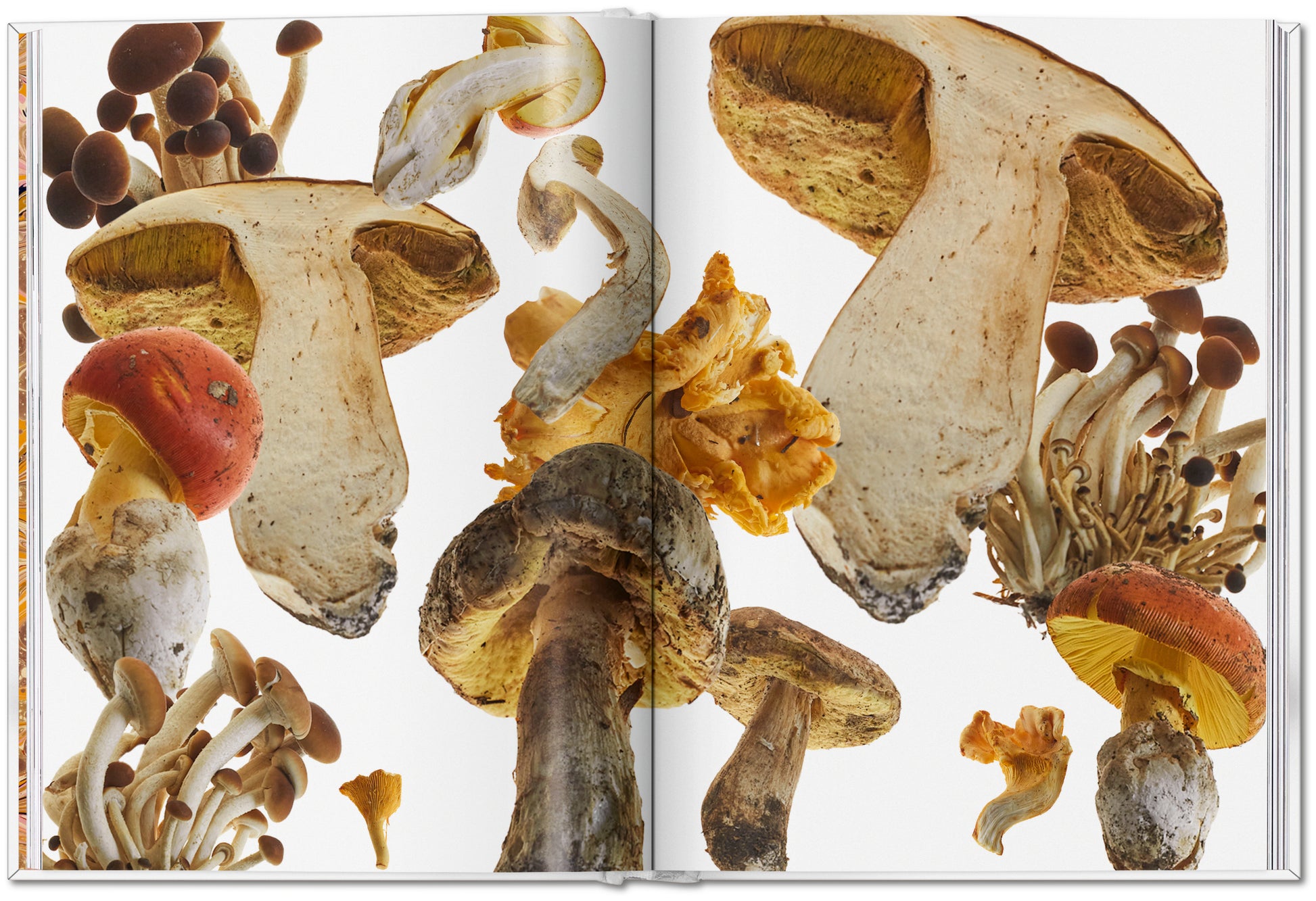 La Seta del Gourmand. Una Colección de Historias y Recetas