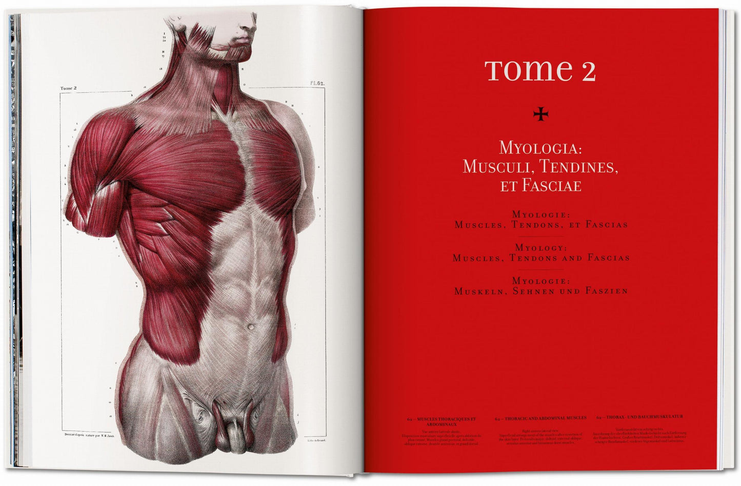 Bourgery. Atlas de Anatomía Humana y Cirugía