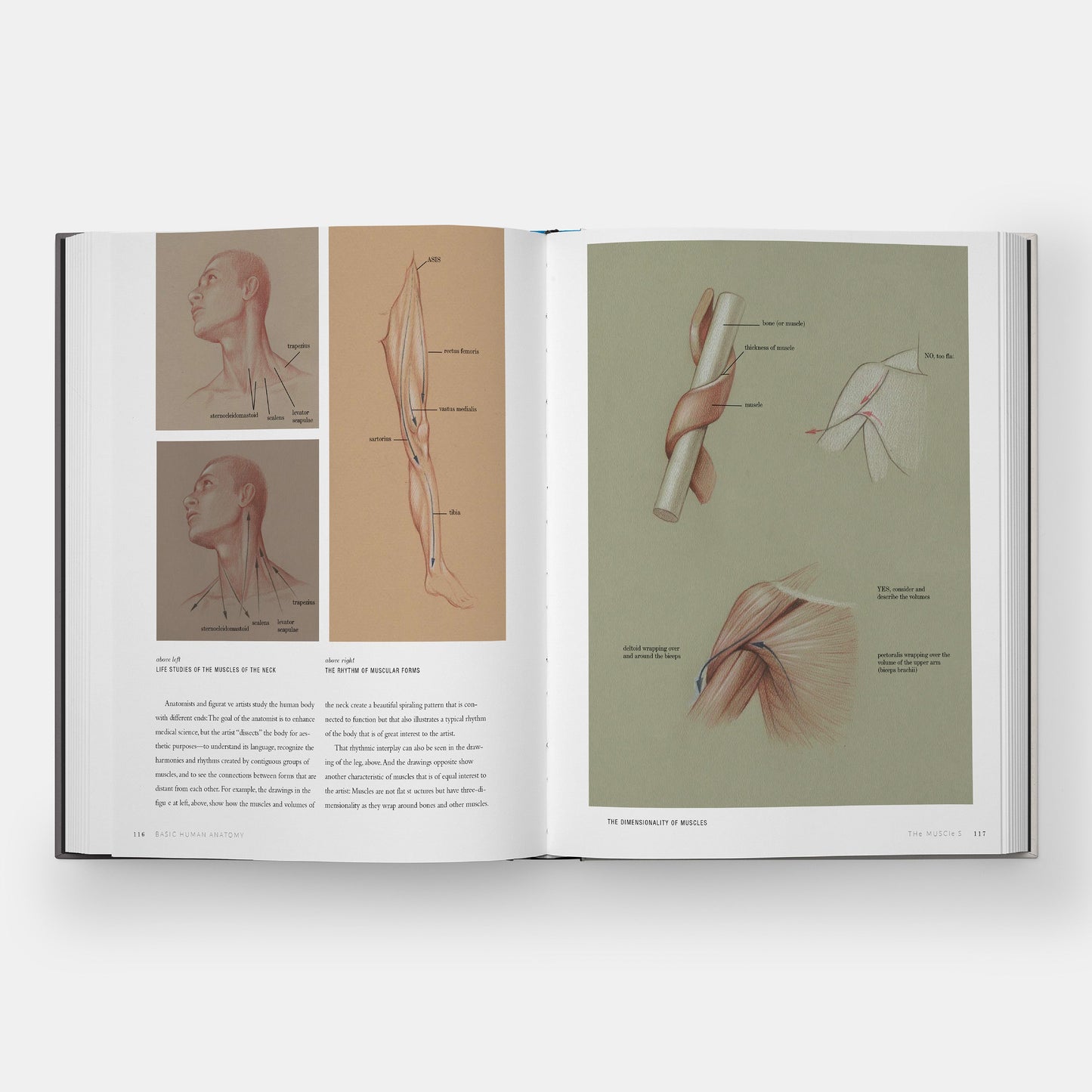 Anatomía Humana Básica: Guía Visual Esencial para Artistas