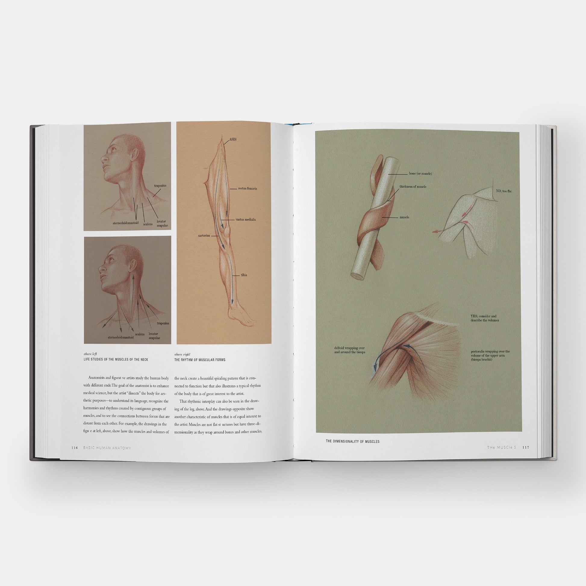 Anatomía Humana Básica: Guía Visual Esencial para Artistas