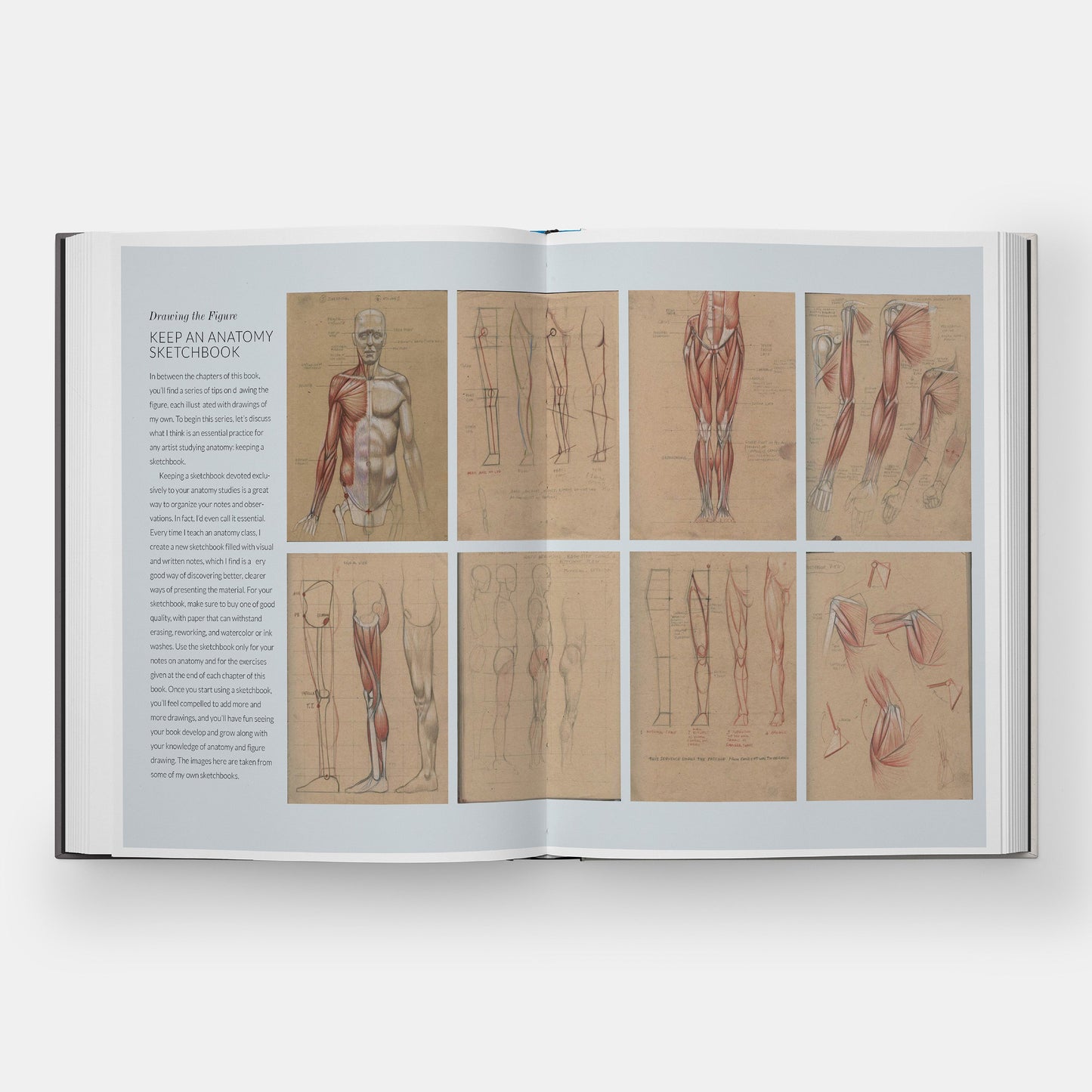 Anatomía Humana Básica: Guía Visual Esencial para Artistas
