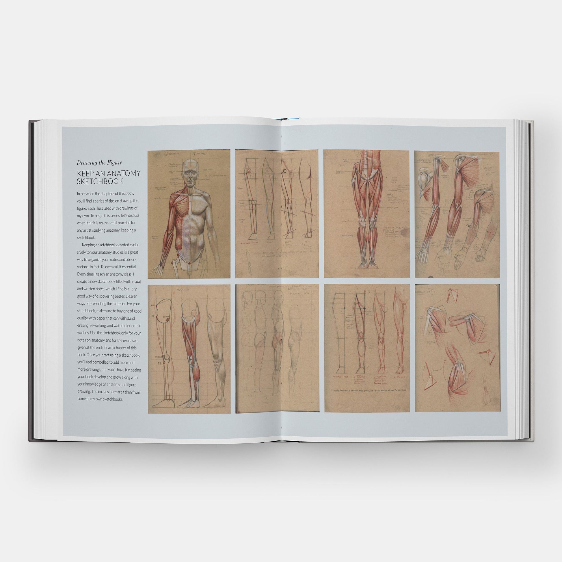 Anatomía Humana Básica: Guía Visual Esencial para Artistas