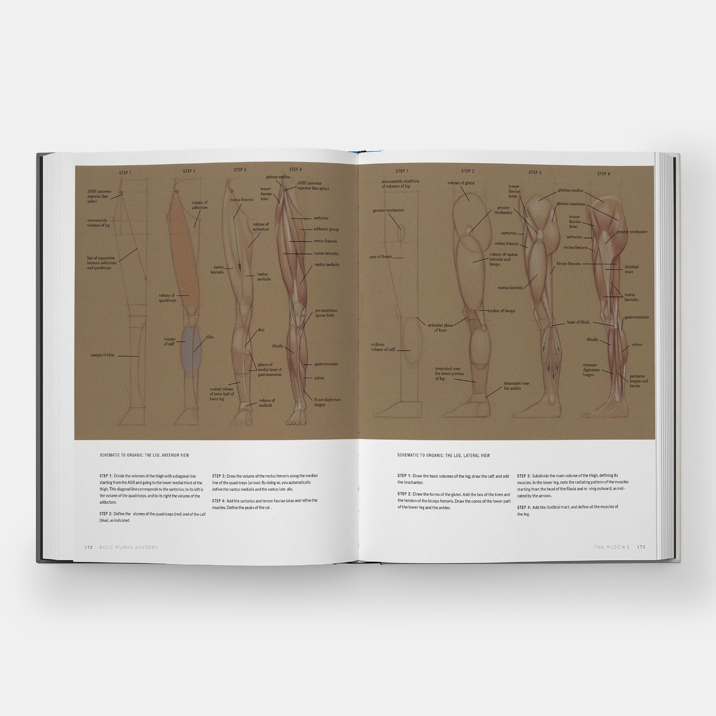Anatomía Humana Básica: Guía Visual Esencial para Artistas