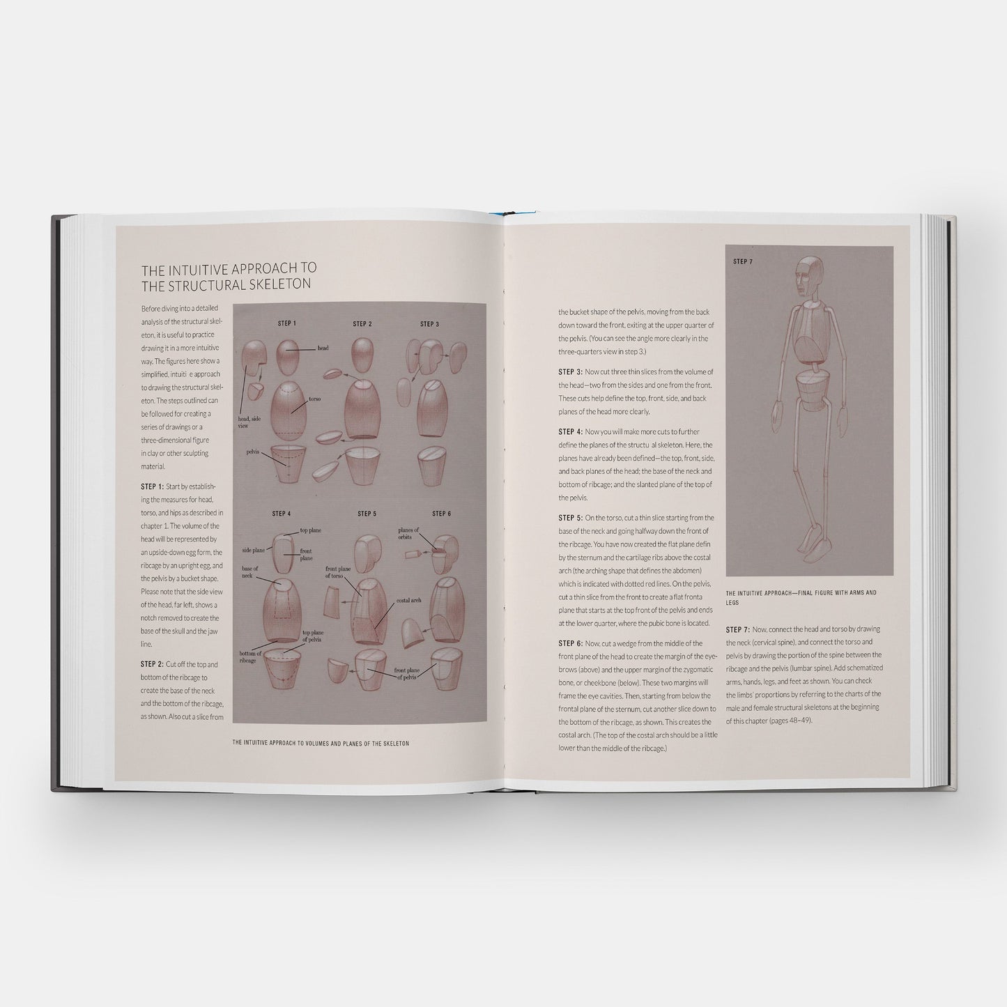 Anatomía Humana Básica: Guía Visual Esencial para Artistas