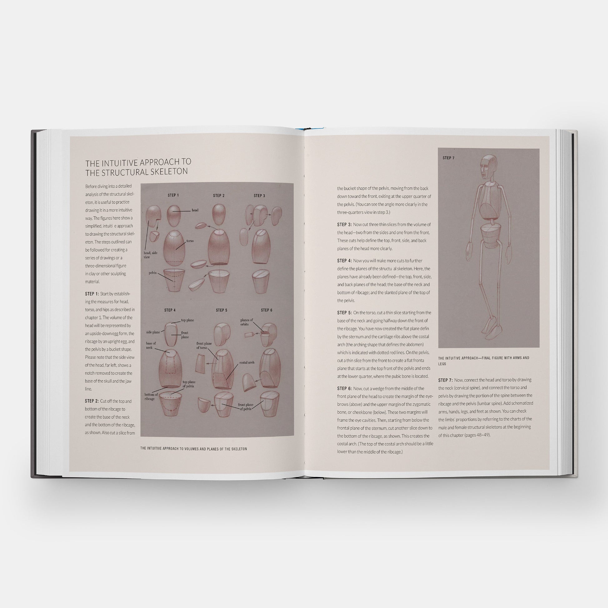 Anatomía Humana Básica: Guía Visual Esencial para Artistas