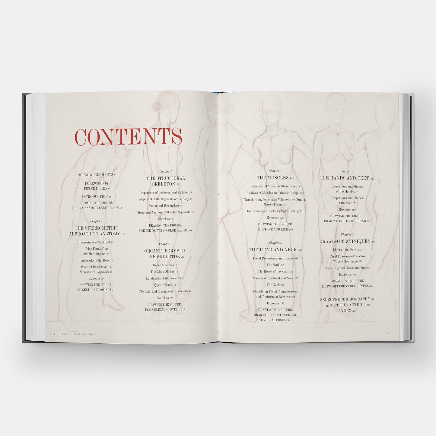Anatomía Humana Básica: Guía Visual Esencial para Artistas