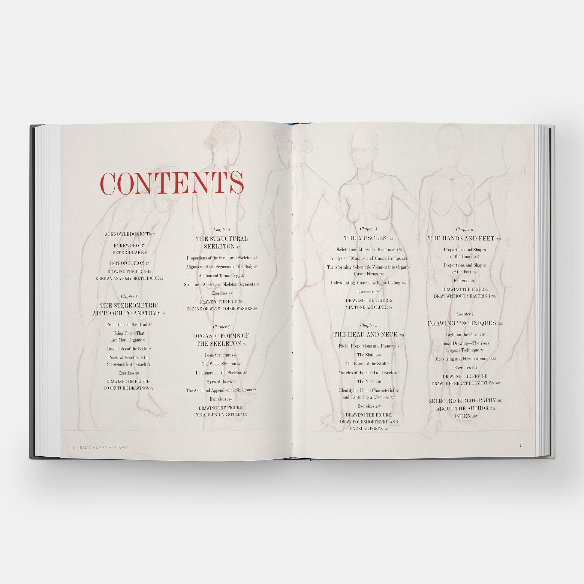 Anatomía Humana Básica: Guía Visual Esencial para Artistas