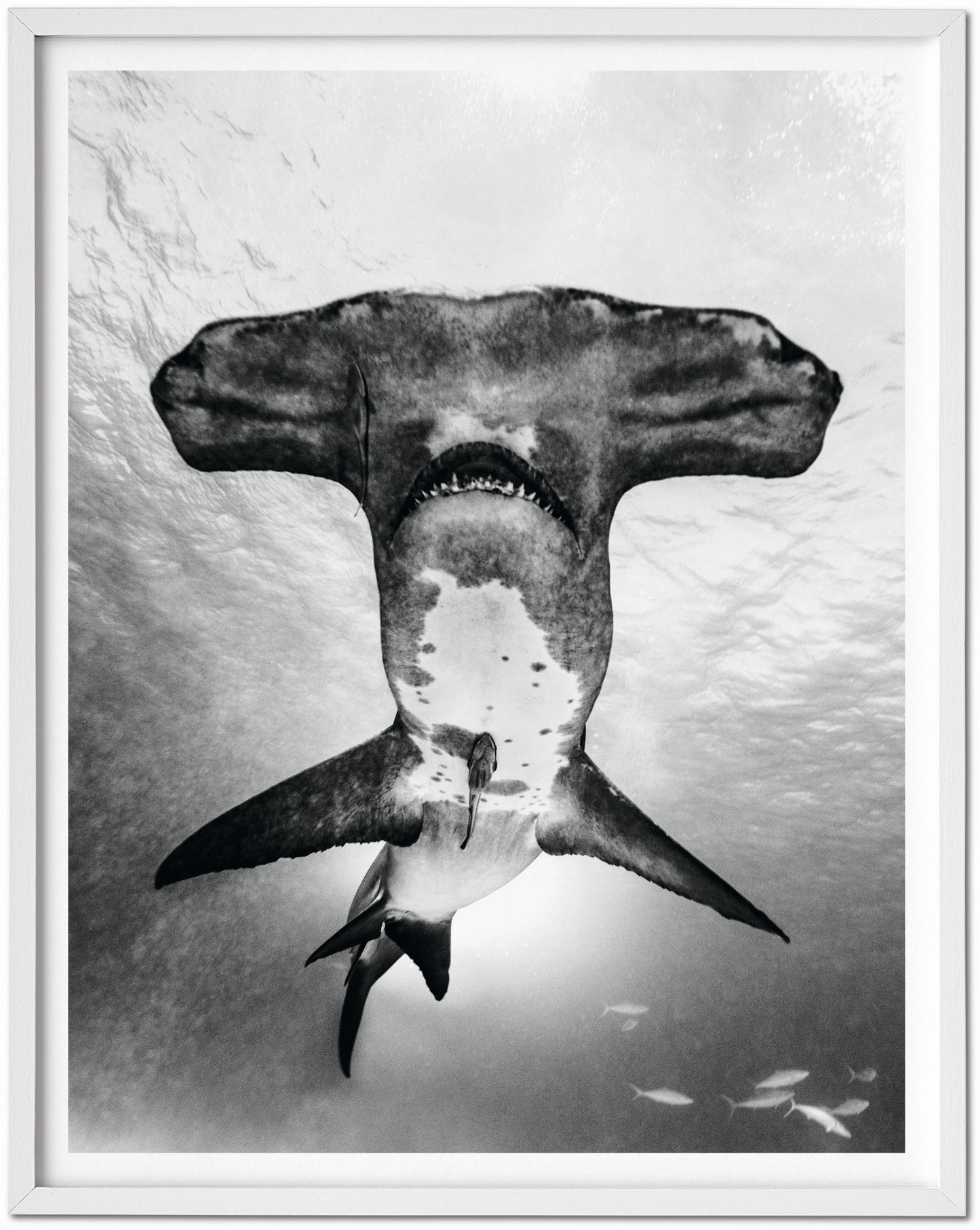 Michael Muller. Sharks, Art Edition núm. 101–200 «Bajo estudio»