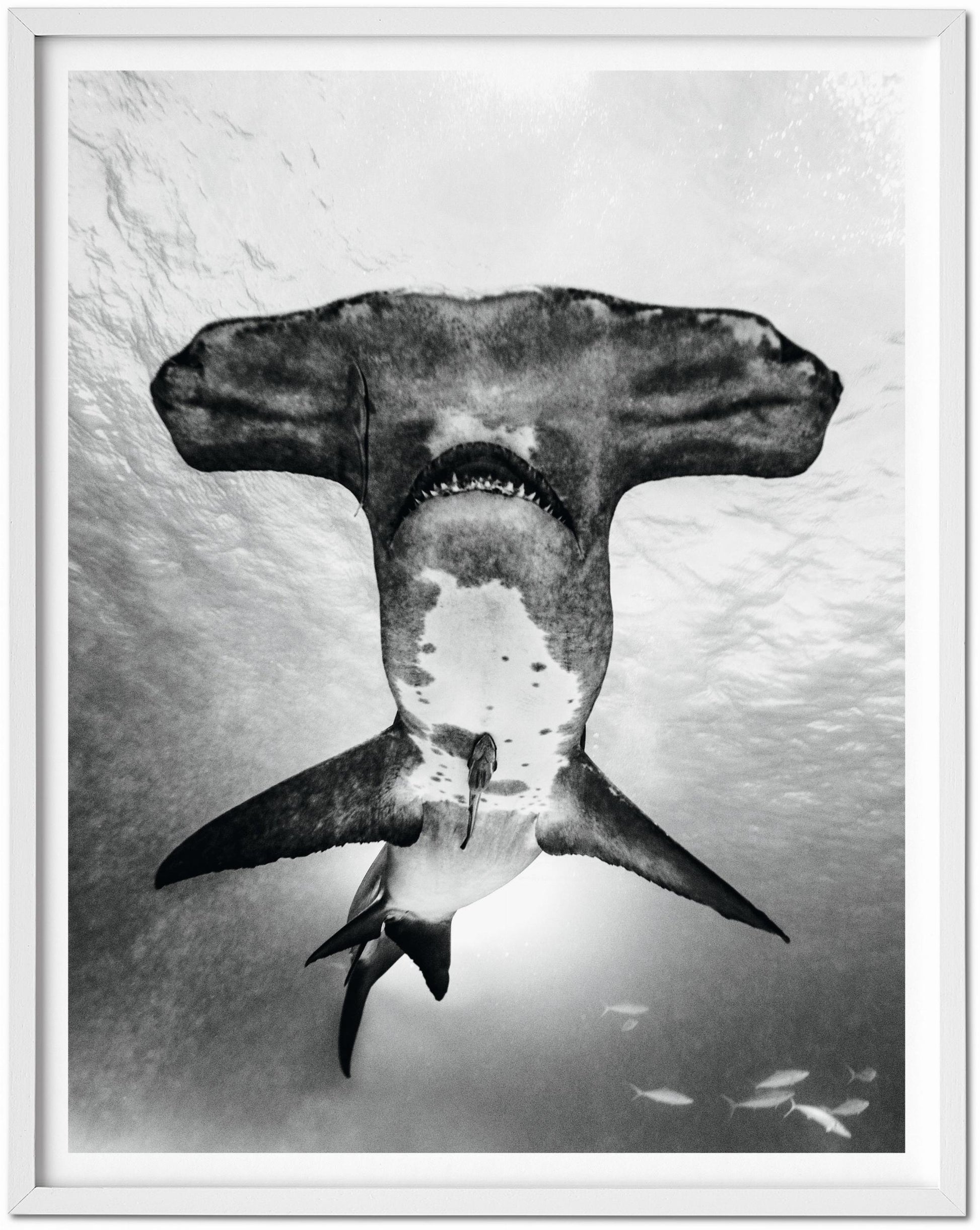 Michael Muller. Sharks, Art Edition núm. 101–200 «Bajo estudio»